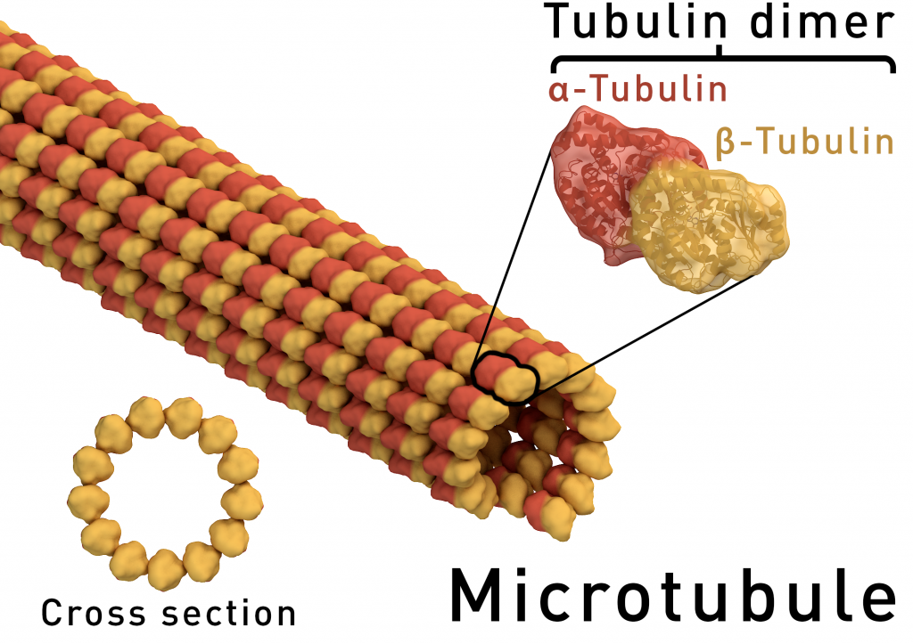 microtubule