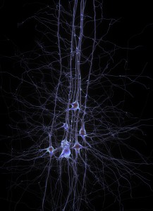 neurons