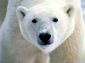 polarbear